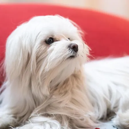 Auditorium Mecenate Pensionat Rom