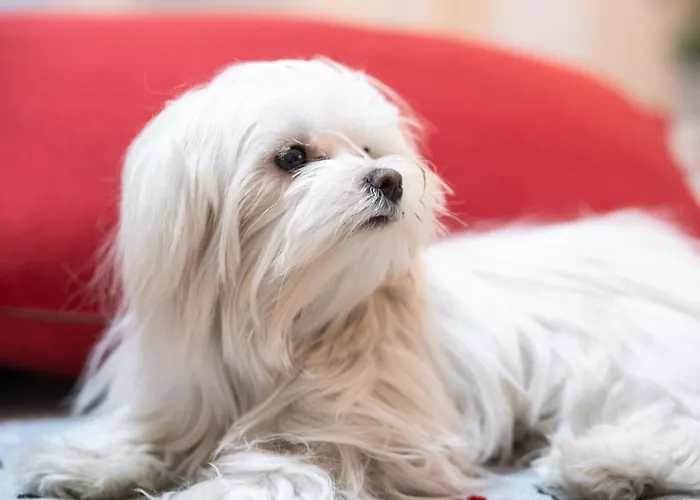 Auditorium Mecenate ゲストハウス ローマ